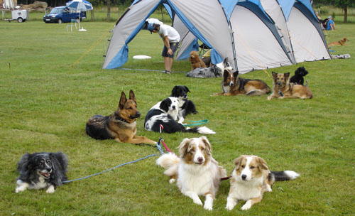 altenst09hunde2