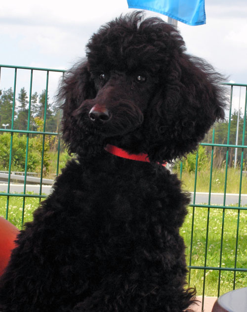 curly_ist_da2 curly_ist_da2