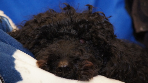 curly_jan2012