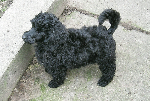 curly_mai2009