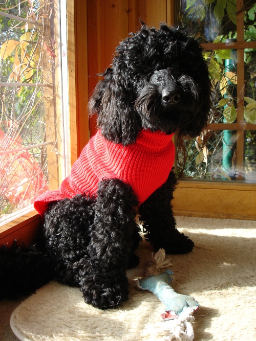 curly_okt2009
