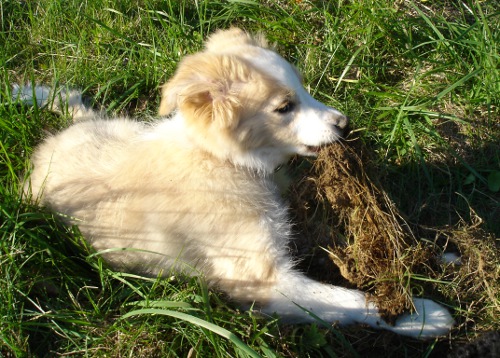 ginger13,5wo