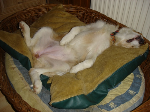 ginger4,5mon