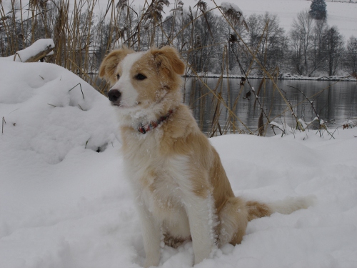 ginger5monwindorf