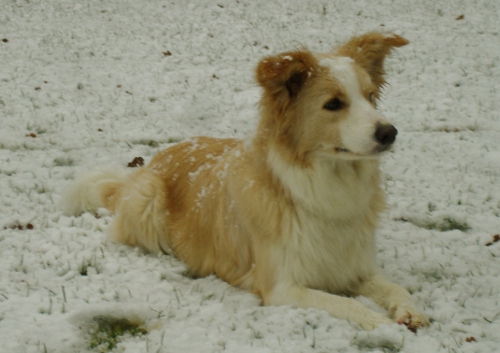 ginger6dez2011 ginger6dez2011