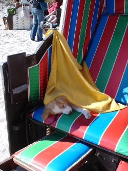 ginger_ostsee2