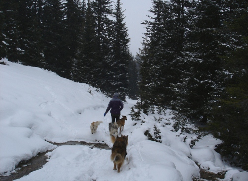 hu_schneewald