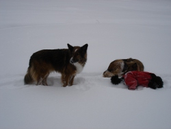 schneeschuh123