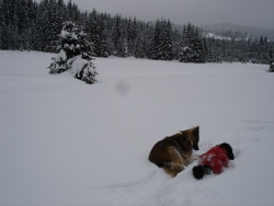 schneeschuh126