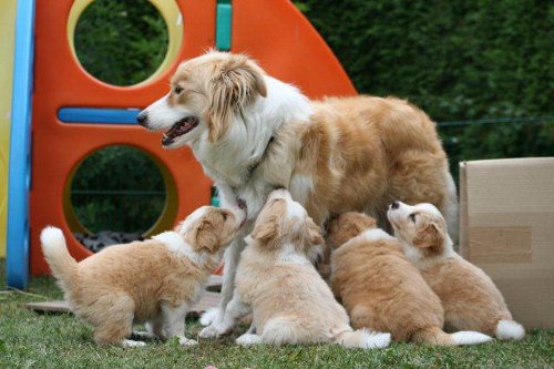 welpen5wo welpen5wo