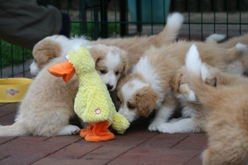 welpen6,5wo welpen6,5wo
